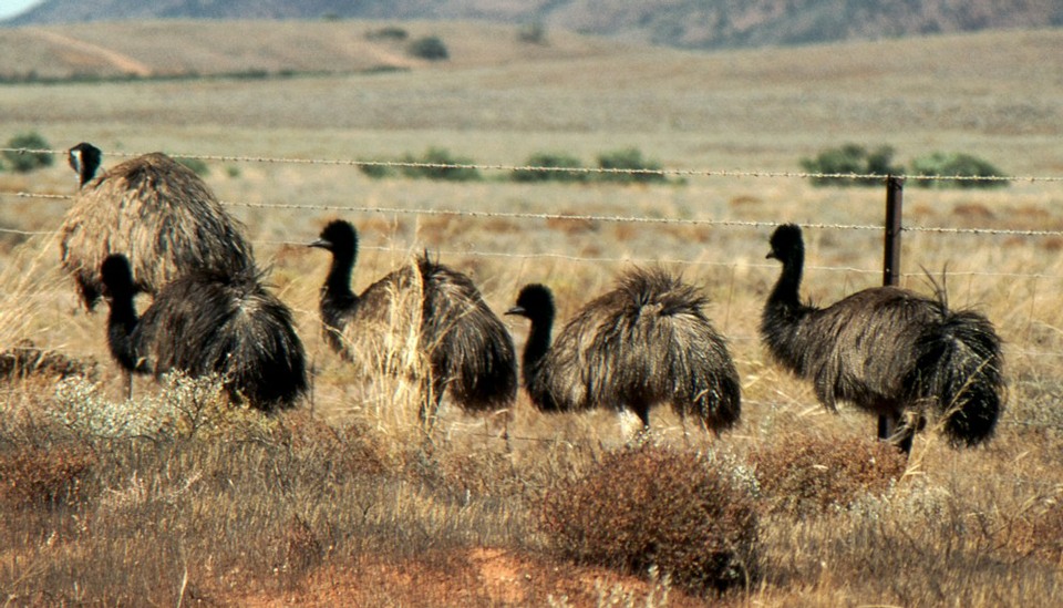 A flock of emus like the emu in the Garden of Eden FIMIOL.